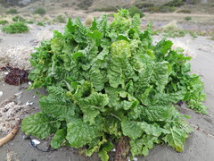 Beta vulgaris cicla