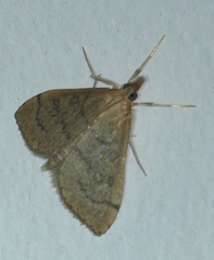 Metasia dicealis