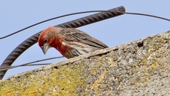 Haemorhous mexicanus