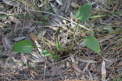 Liparophyllum exaltatum