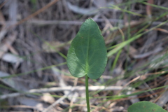 Liparophyllum exaltatum