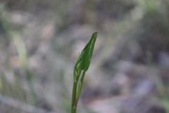 Liparophyllum exaltatum