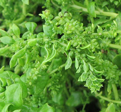 Beta vulgaris cicla