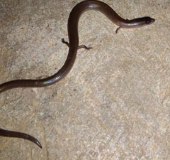 Lygosoma siamense