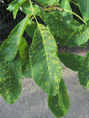 Aceria tristriata