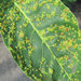 Walnut Leaf Gall Mite - Photo (c) Gennadiy Okatov, some rights reserved (CC BY-NC), uploaded by Gennadiy Okatov