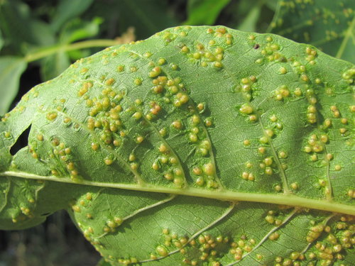 walnut leaf gall mite