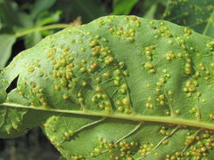 Aceria tristriata