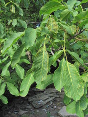 Aceria tristriata