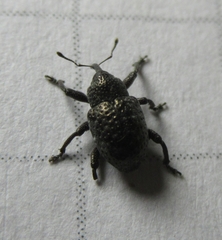 Chalcodermus aeneus