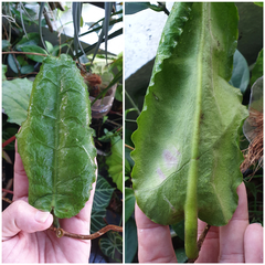 Hoya versteegii