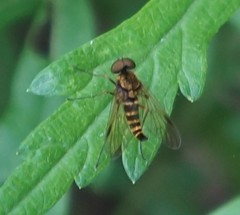 Chrysopilus fasciatus