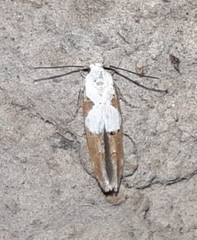 Mompha circumscriptella