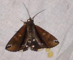 Ercheia cyllaria