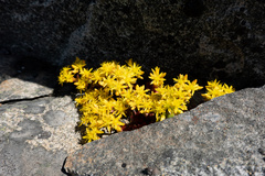 Sedum divergens
