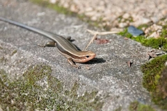Plestiodon japonicus
