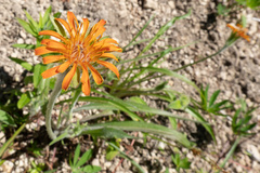 Agoseris aurantiaca