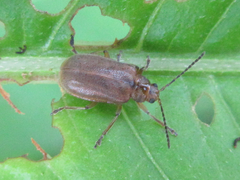 Galerucella grisescens