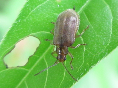 Galerucella grisescens