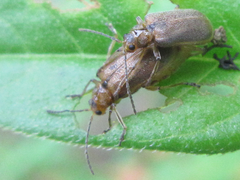 Galerucella grisescens