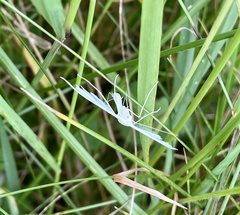 Pterophorus pentadactyla