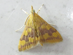 Pyrausta phoenicealis