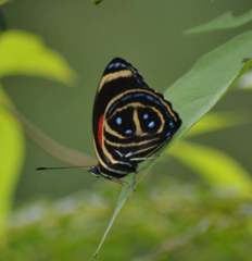 Callicore texa titania