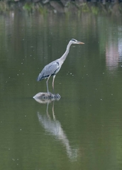 Ardea cinerea
