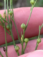 Linum virginianum