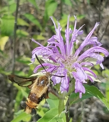 Hemaris aethra