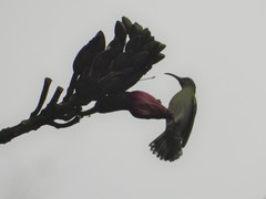 Arachnothera modesta