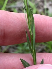Linum virginianum