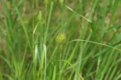 Carex squarrosa
