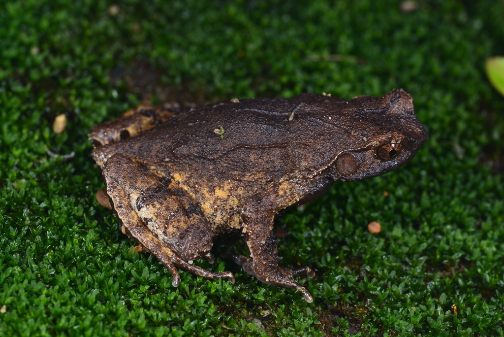 Boulenophrys dongguanensis