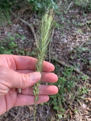 Elymus glabriflorus