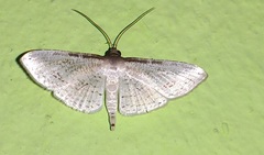 Calindoea anticalis