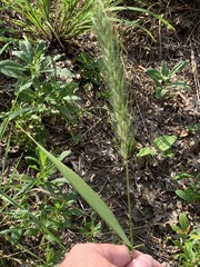 Elymus glabriflorus
