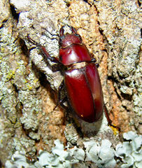 Lucanus elaphus