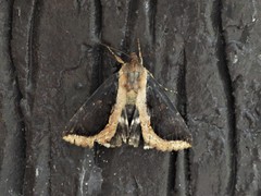 Ercheia cyllaria