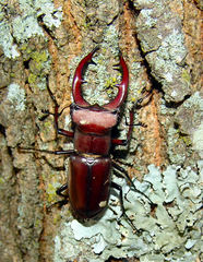 Lucanus elaphus