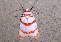 Cyana perornata