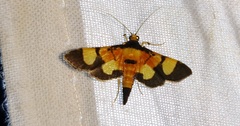 Aethaloessa
