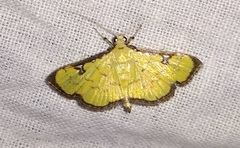 Goniorhynchus gratalis