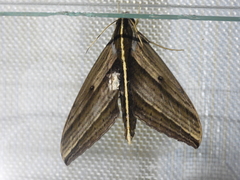 Elibia dolichus