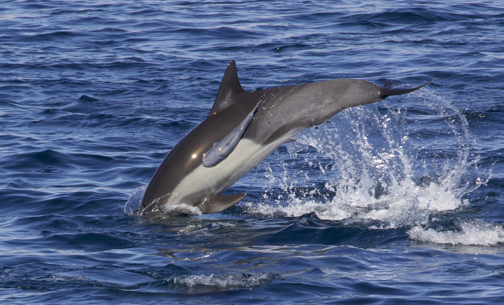 Whalesucker