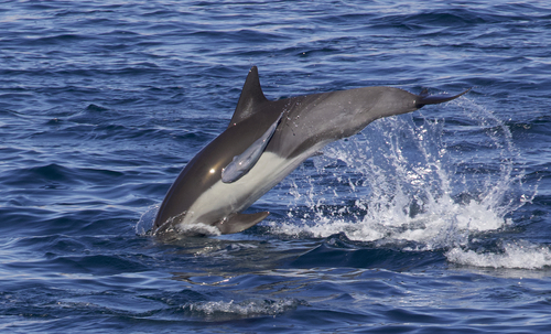 Brown remora (Remora remora) — Echeneidae — 4