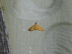 Hyalobathra illectalis