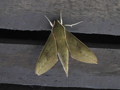 Theretra boisduvalii