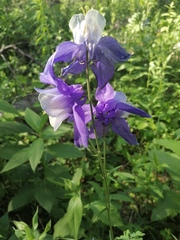 Aquilegia jucunda