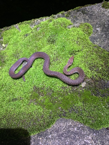 Kosempo Keelback, Hebius sauteri